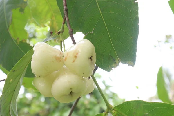 Υδατικό Τριαντάφυλλο Μήλο Δέντρο Καλλιεργείται Για Ξύλο Και Βρώσιμα Φρούτα — Φωτογραφία Αρχείου
