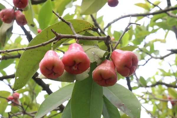 Υδατικό Τριαντάφυλλο Μήλο Δέντρο Καλλιεργείται Για Ξύλο Και Βρώσιμα Φρούτα — Φωτογραφία Αρχείου