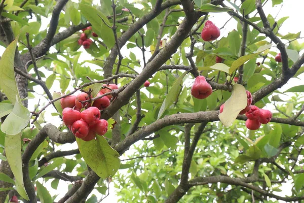 Rosa Manzana Acuosa Árbol Cultiva Por Madera Fruta Comestible — Foto de Stock