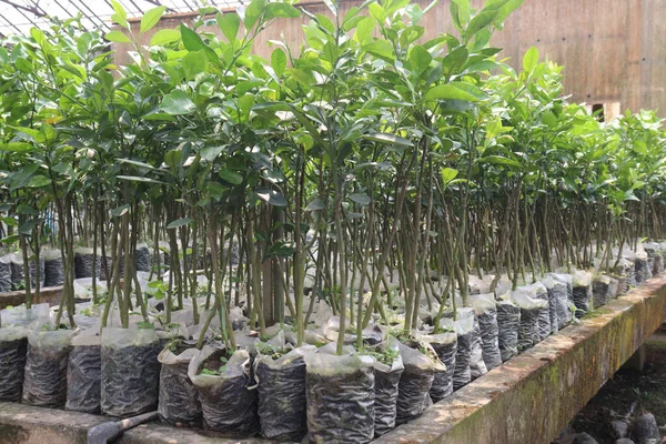 Rośliny Drzew Cytrynowych Gospodarstwie Zbiory Uprawami Gotówkowymi — Zdjęcie stockowe