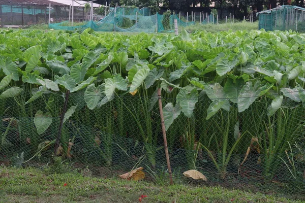 Taro Plant on farm for harvest are cash crops