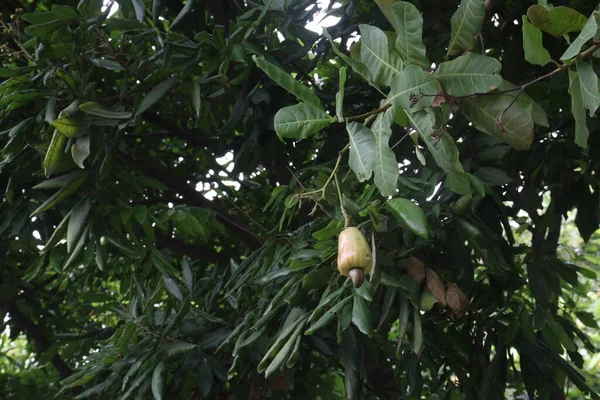 Dojrzałe Jabłko Nerkowca Orzechem Drzewie Gospodarstwie Zbiory Uprawy Gotówkowe Drogie — Zdjęcie stockowe