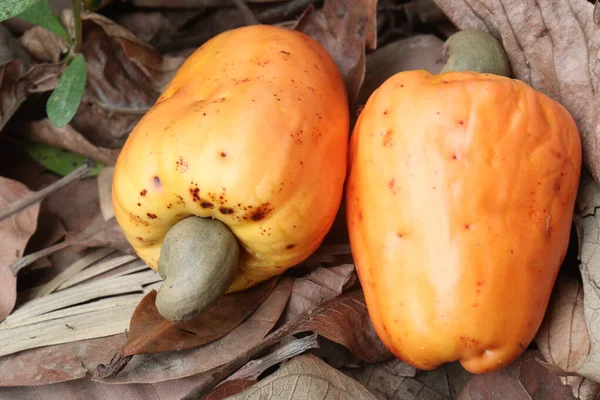 Ripe Cashew Apple Nut Farm Harvest Cash Crops Expensive — Stock Photo, Image