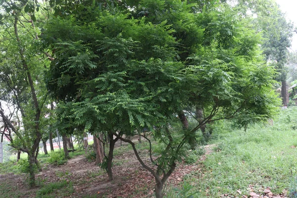 Árvore Chama Chinesa Fazenda Para Colheita São Culturas Dinheiro — Fotografia de Stock