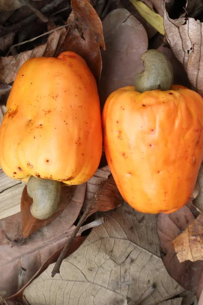 Apel Mete Matang Dengan Nut Pertanian Untuk Panen Adalah Tanaman — Stok Foto