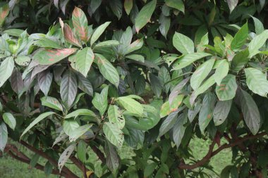 Çiftlikteki Baccaurea motleyana ağacı, meyve, kemik sağlığı, enerji, sağlıklı hamilelik, kas sağlığı, bağışıklık ve kilo kaybı konularında yardımcı olabilir, meyve suyu ayrıca cilt hastalıklarının tedavisinde de kullanılır.