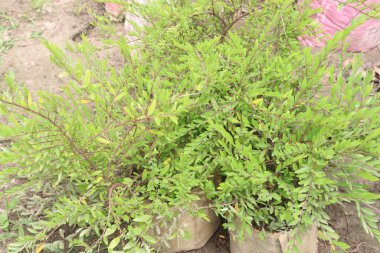 Phyllanthus Myrtifolius ağacı hasat için nakit mahsuldür.