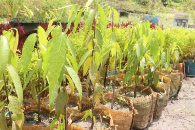 debdaru ağacı aynı zamanda Monoon longifolium ile de bilinir.