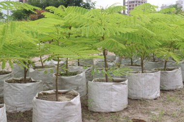 Çiftlikteki Royal Poinciana ağacı hasat için nakit mahsulüdür.