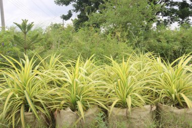 Pandanus veitchii ağacı, hasat için çiftlikte asılı duran saksıda nakit mahsulleri içerir.