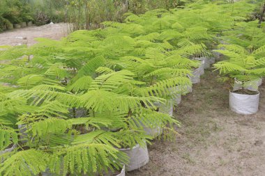 Çiftlikteki Royal Poinciana ağacı hasat için nakit mahsulüdür.