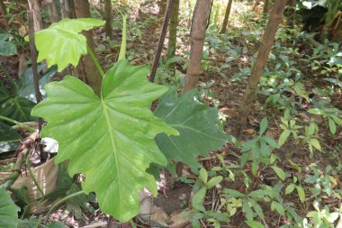 Çiftlikteki raphidofora yaprakları hasat için nakit mahsuldür.
