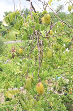 Çiftlikteki ağaçta bulunan yıldız meyvesi olarak da bilinen Carambola, nakit ürünleridir.