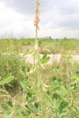 Crotalaria pallida ayrıca çiftlikte nakit ürünleri için yumuşak crotalaria denir.