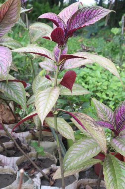 Strobilanthes Dyerianus Mast ağacı hasat için nakit mahsulüdür.