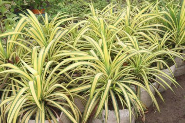 Pandanus veitchii ağacı, hasat için çiftlikte asılı duran saksıda nakit mahsulleri içerir.