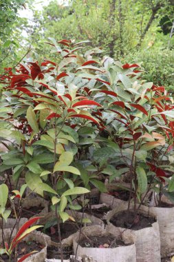 Çiftlikteki Excoecaria Cochinensis ağacı hasat için nakit mahsuldür.