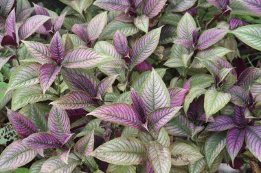 Strobilanthes Dyerianus Mast ağacı hasat için nakit mahsulüdür.