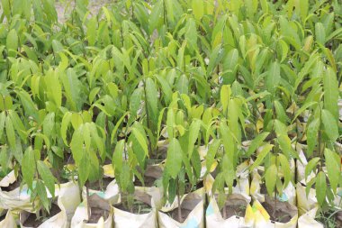 debdaru ağacı aynı zamanda Monoon longifolium ile de bilinir.