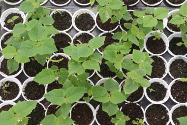 Çiftlikteki Paulownia elongata fabrikası satılık nakit mahsulleri.