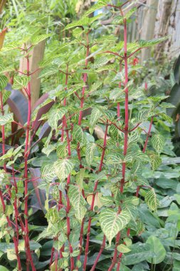 Sarı boyalı Bloodleaf aynı zamanda Iresine bitkisi olarak da bilinir.