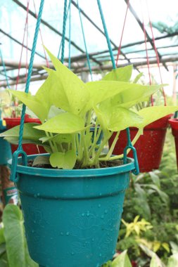 Satmak için çiftlikte asılı duran sarmaşık neon bitkisi nakit ürünleridir, ayrıca havayı temizleyebilir ve benzen, formaldehit ve karbon monoksit gibi hava kirliliği toksinlerini yok edebilir.