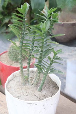 Çiftlikteki saksıda satılık pedikürlü ağacı nakit mahsuldür.