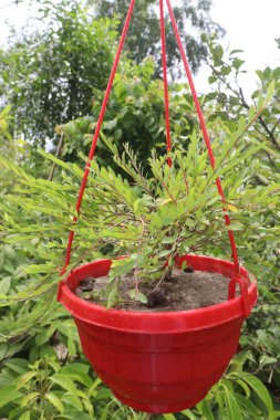 Phyllanthus Myrtifolius ağacı hasat için nakit mahsuldür.