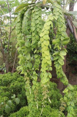 Çiftlikteki Phyllodium longipes yaprağı bitkisi nakit mahsulleri.