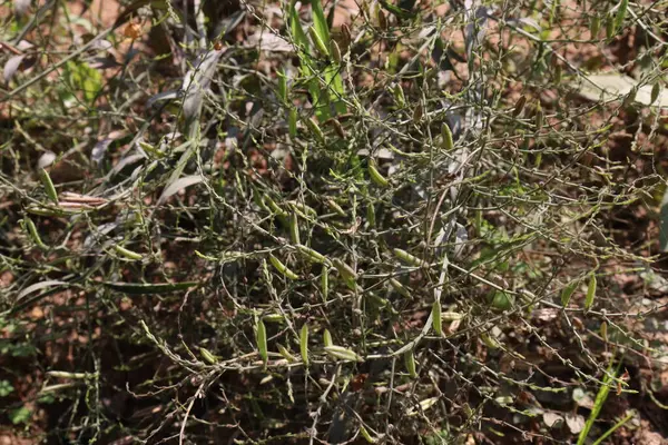 Andrographis Paniculata Közismert Nevén Zöld Chiretta Gazdaságban Termesztés — Stock Fotó