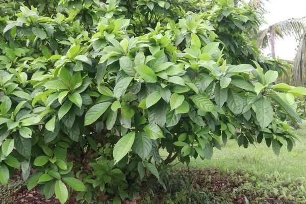 Çiftlikteki Baccaurea Motleyana Ağacı Meyve Kemik Sağlığı Enerji Sağlıklı Hamilelik — Stok fotoğraf