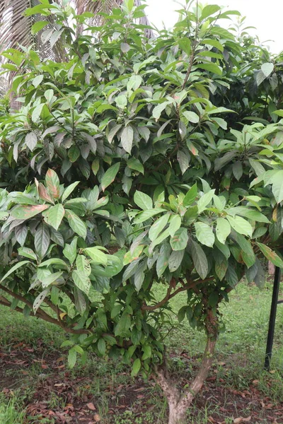 Baccaurea Motleyana Árvore Fazenda Fruta Pode Ajudar Saúde Óssea Energia — Fotografia de Stock