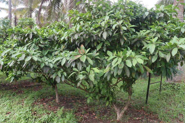 Çiftlikteki Baccaurea Motleyana Ağacı Meyve Kemik Sağlığı Enerji Sağlıklı Hamilelik — Stok fotoğraf