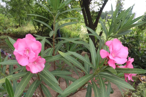Kwiaciarnia Nerium Oleander Gospodarstwie Zbiory Uprawy Gotówkowe — Zdjęcie stockowe