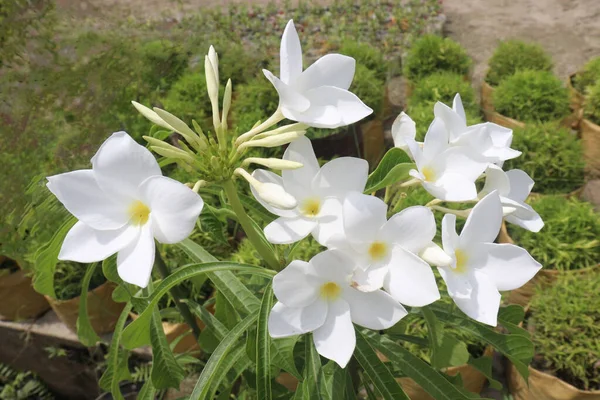 Plumeria Pudica Blume Pflanze Auf Bauernhof Für Die Ernte Sind — Stockfoto
