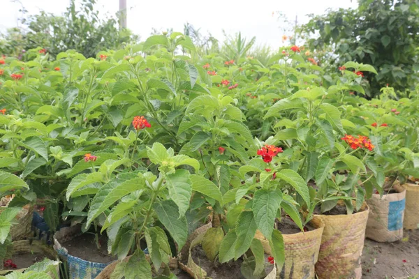 West Indian Lantana Planta Flores Fazenda Para Colheita São Culturas — Fotografia de Stock