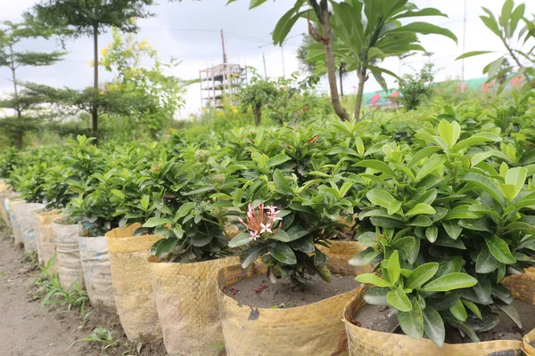 Planta Flores China Ixora Granja Para Cosecha Son Cultivos Comerciales — Foto de Stock