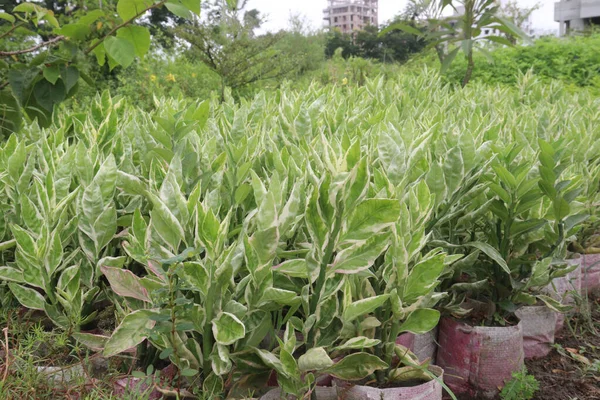 stock image Euphorbia tithymaloides (Zig Zag Plant on farm for harvest are cash crops