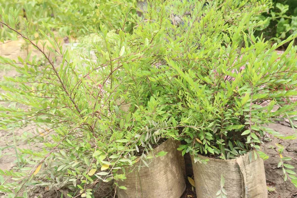 Phyllanthus Myrtifolius Дерево Растения Ферме Сбора Урожая Являются Товарными Культурами — стоковое фото