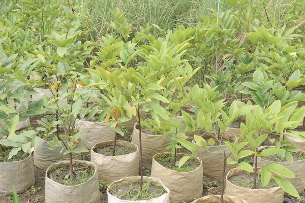 stock image Golden shower tree in farm for sell are cash crops