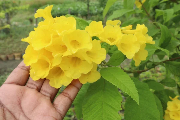 Κίτρινο Γηραιότερο Λουλούδι Στο Αγρόκτημα Για Συγκομιδή Είναι Καλλιέργειες Μετρητών — Φωτογραφία Αρχείου