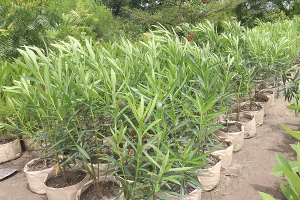 Planta Flores Olivo Nerium Granja Para Cosecha Son Cultivos Comerciales — Foto de Stock