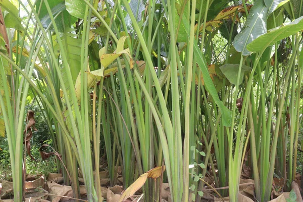 Heliconia Platystachys Длинными Висячими Цветами Яркие Белые Стебли Правило Довольно — стоковое фото