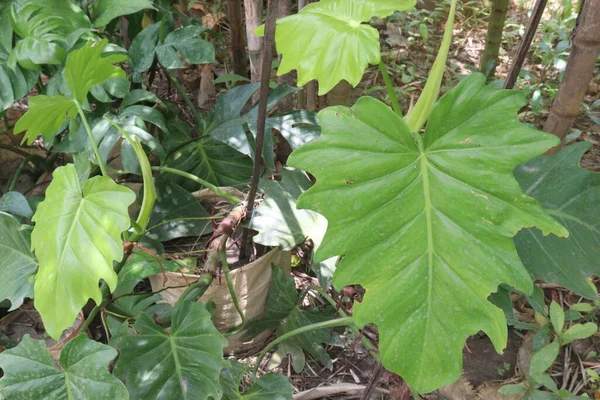 Rhaphidophora Planta Hojas Granja Para Cosecha Son Cultivos Comerciales — Foto de Stock
