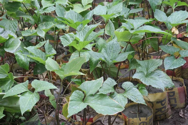 stock image Typhonium trilobatum also called bengal arum on farm for sell are cash crops