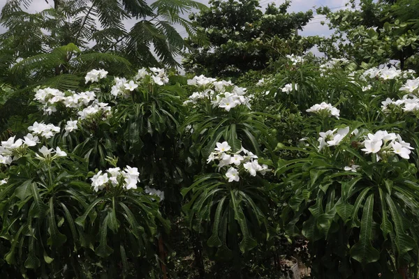 Plumeria Pudica Planta Flores Granja Para Cosecha Son Cultivos Comerciales —  Fotos de Stock