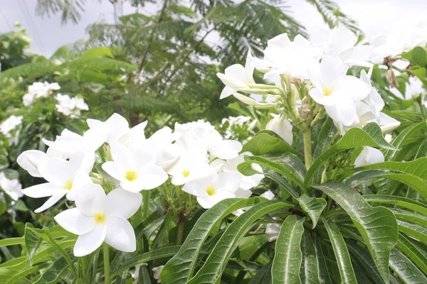 Plumeria Pudica Blume Pflanze Auf Bauernhof Für Die Ernte Sind — Stockfoto