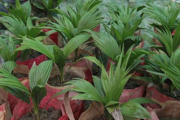 Areca Planta Frutos Secos Granja Para Venta Son Cultivos Comerciales — Foto de Stock