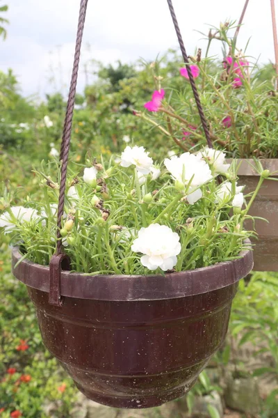 Moss-rose purslane flower on hanging pot in farm for harvest are cash crops