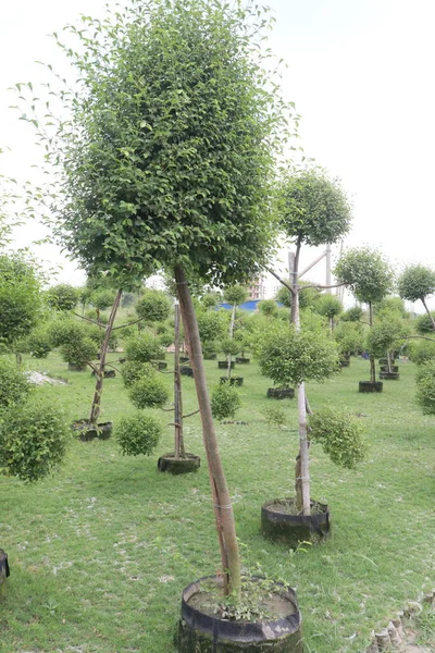 Ficus Topiary Baum Auf Bauernhof Zum Verkauf Sind Cash Pflanzen — Stockfoto